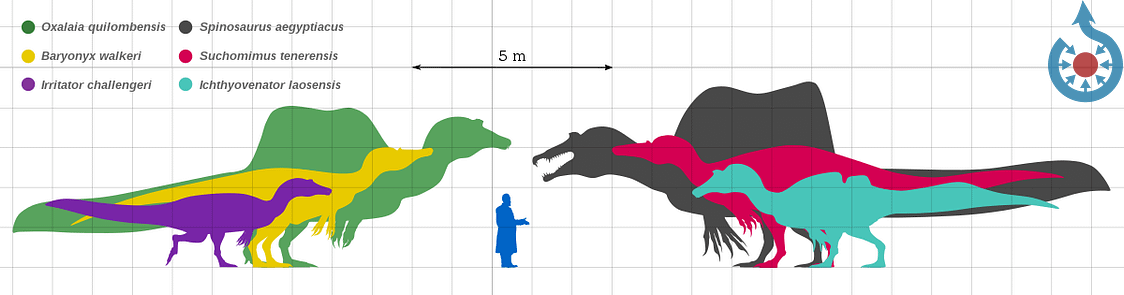 Spinosaurid size comparison