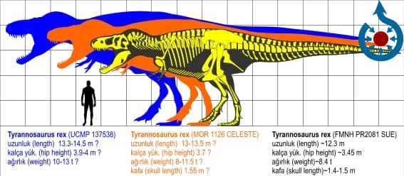 Tyrannosaurus rex size comparison