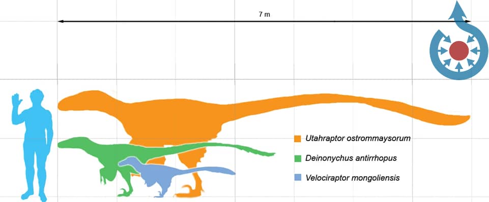 Dromaeosaur & human scale