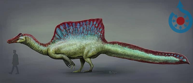 Spinosaurus -vs- human scale