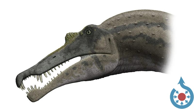 Spinosaurus head